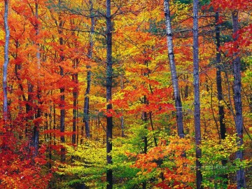  Hampshire Decoraci%c3%b3n Paredes - Otoño brillante follaje de otoño en New Hampshire